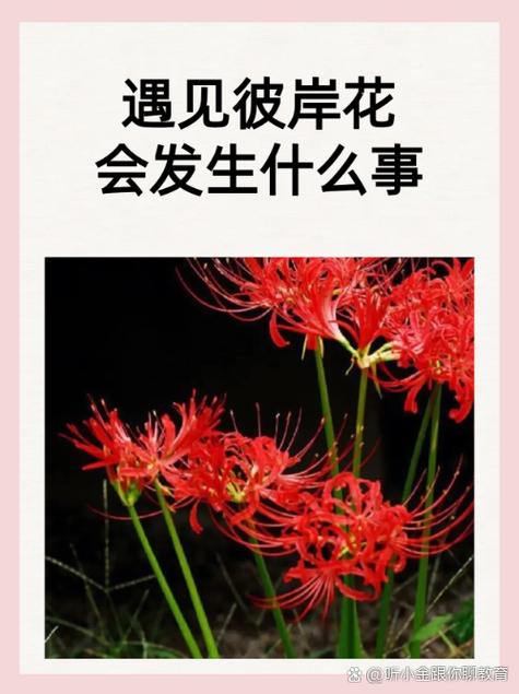 彼岸花软件
