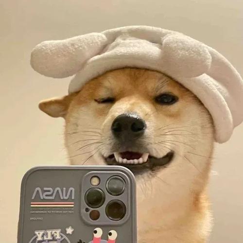 头像 狗 搞笑