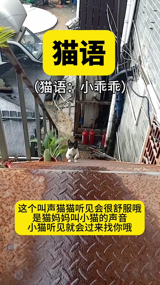 母猫的叫声