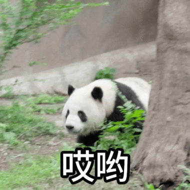 熊猫表情包大全 搞笑图片 动态图