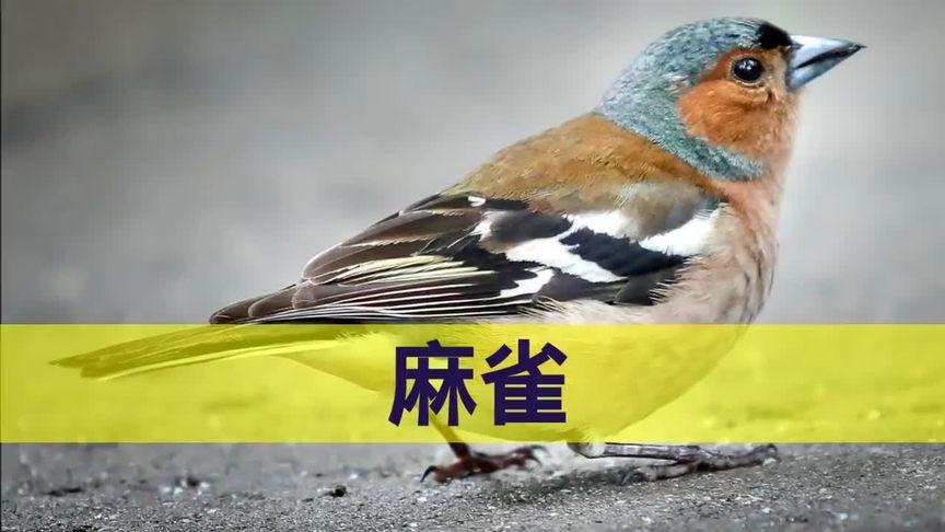 麻雀鸟叫声