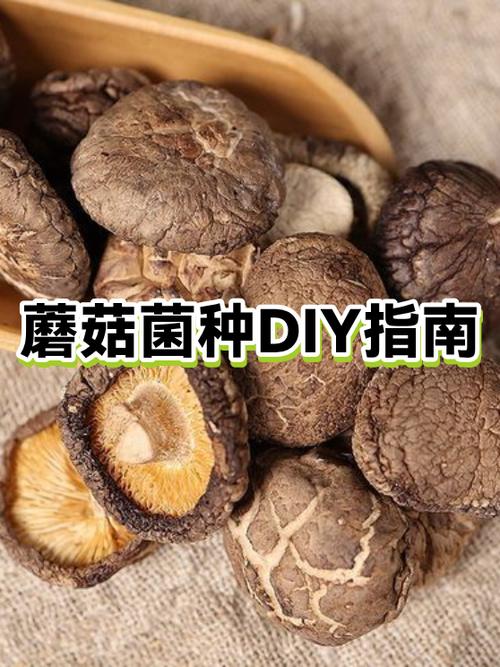 diy蘑菇种植可以吃吗