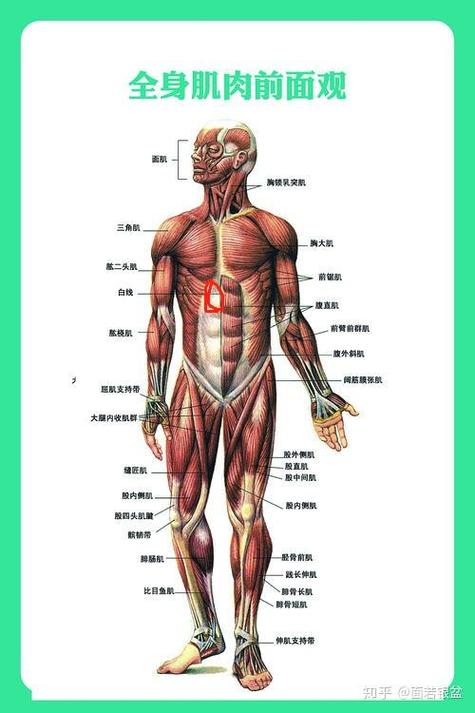 人体在左下角痛的原因