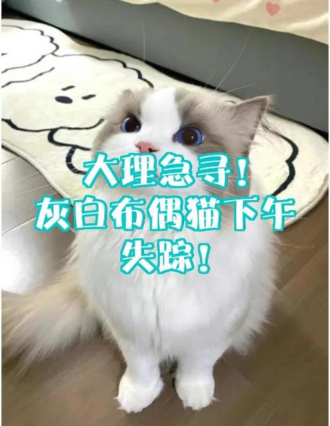 布偶猫丢了最简单找法