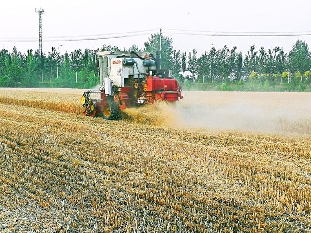 穿越田园夏小麦
