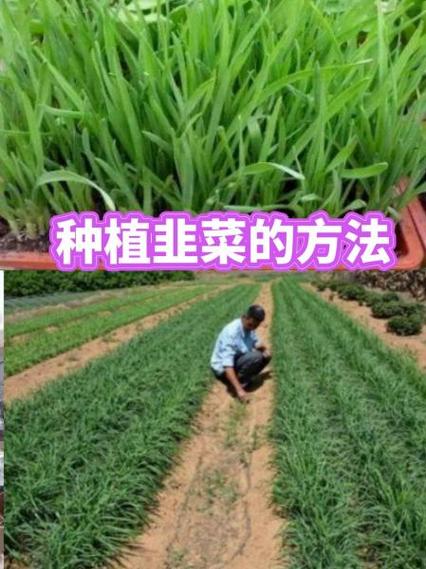 家庭如何种韭菜