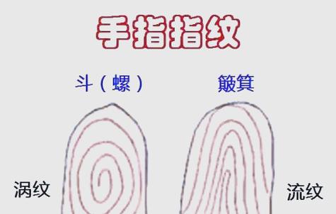 手掌指纹线各代表什么截图2