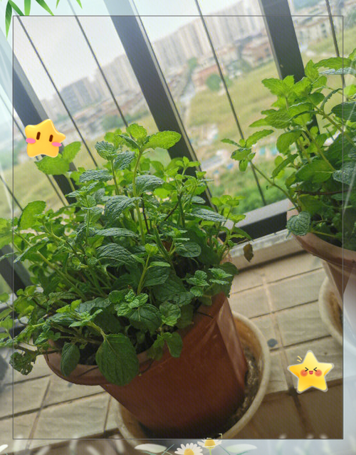 薄荷的种植方法
