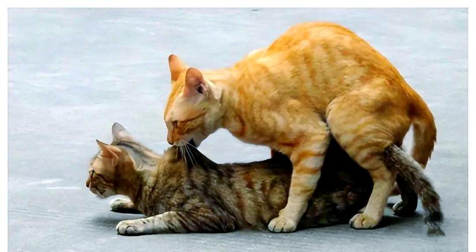母猫失去小猫后的行为