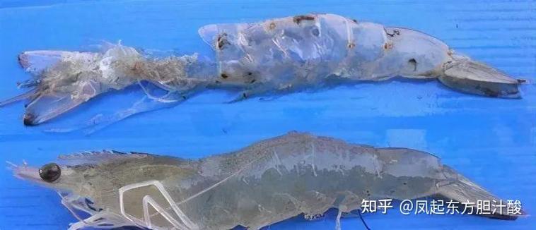养虾的10个忠告