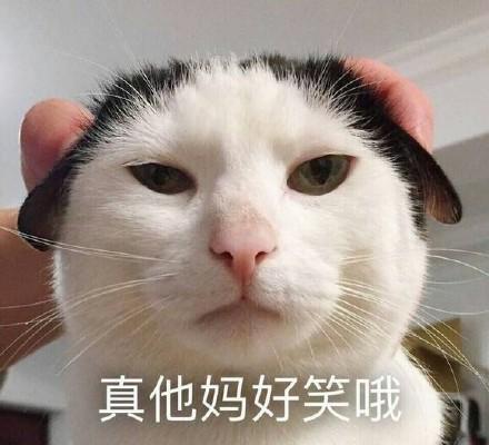 qq表情里的小猫