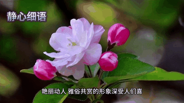 描写紫色的优美句子