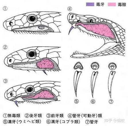 蝰蛇和毒蝰