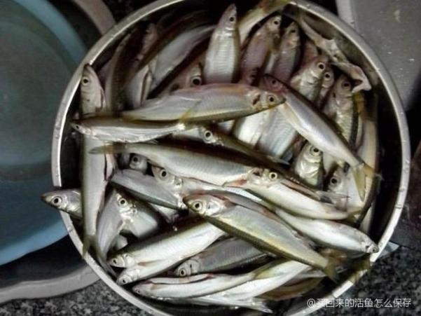 买回来的活鱼活多久