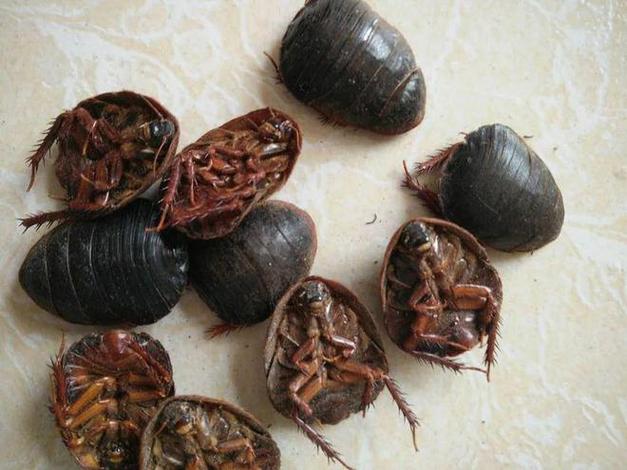 治臭虫的民间土方