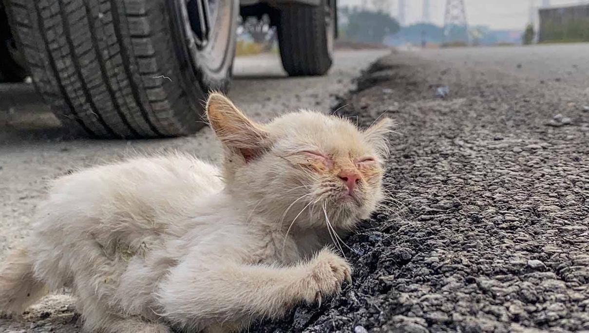 猫咪走不稳路,一颤一颤的