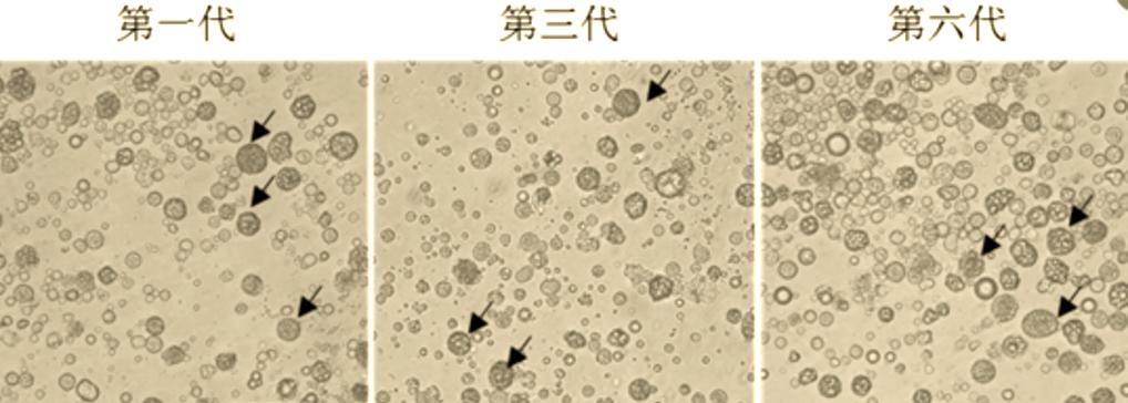细胞鉴定
