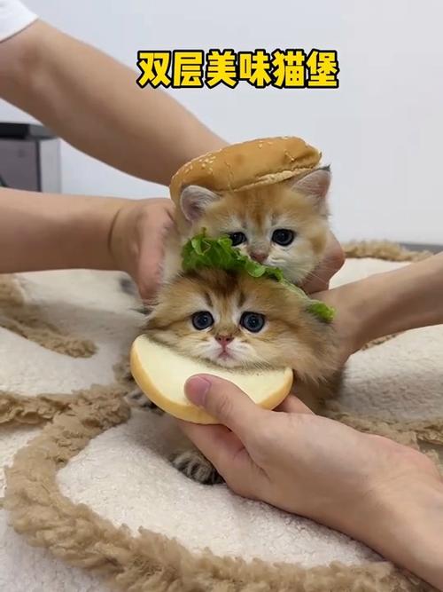 美味猫堡这个梗有什么意思