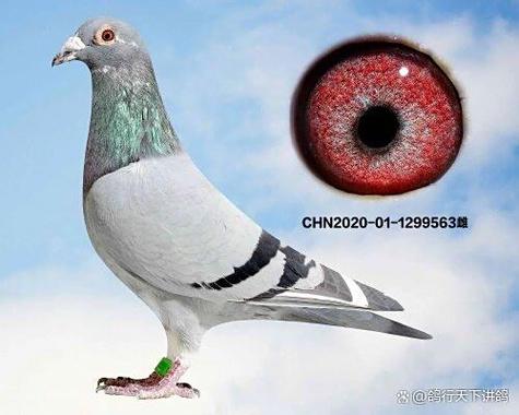 qq群的头衔好听的名称