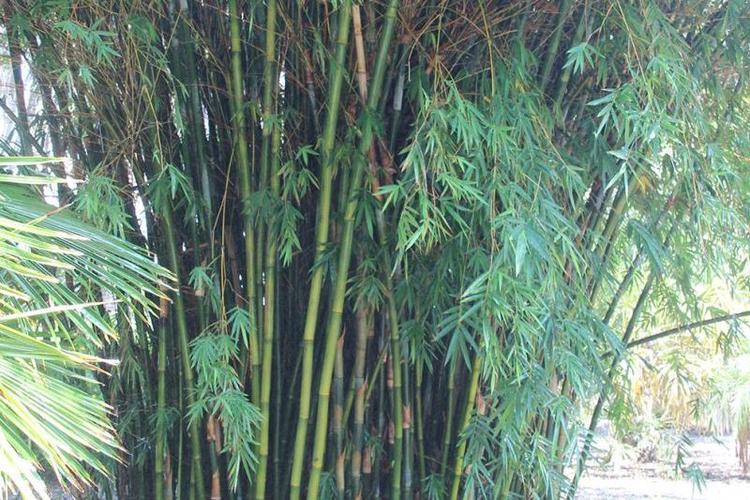 bamboo竹子博主