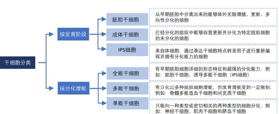 干细胞什么时候开始研究的