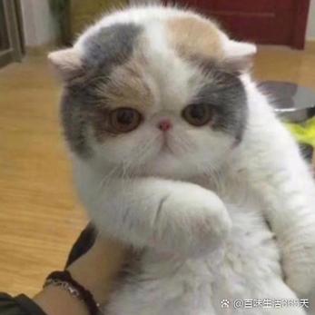 我喜欢的小猫800字