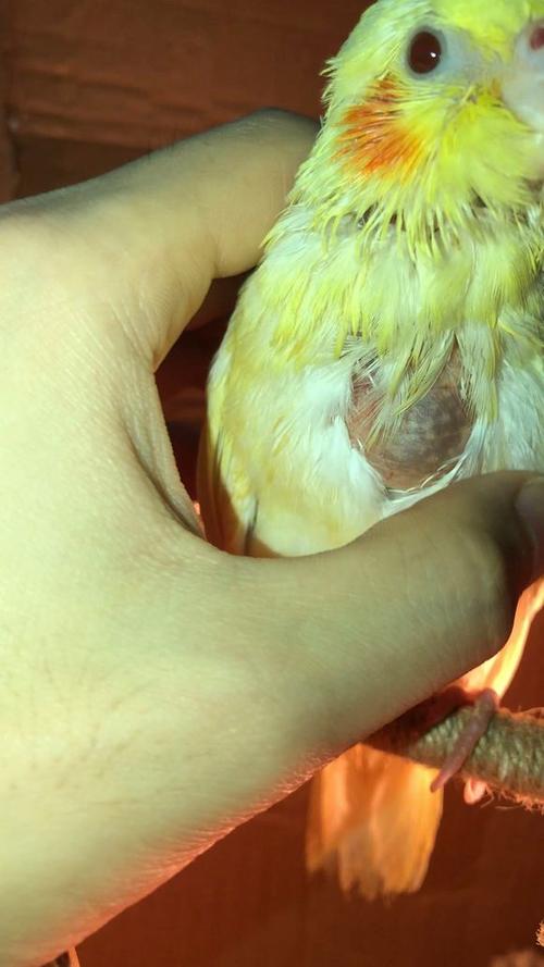 鹦鹉生病了有什么症状