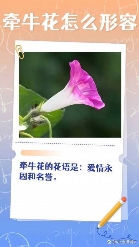 花的寓意 花语爱情