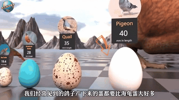 蛋的大小排序