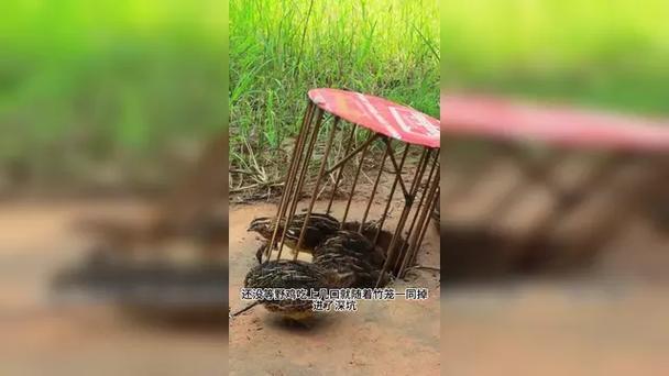 野外捕野鸡的神器