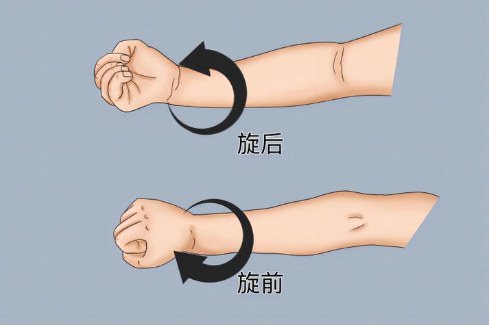 手掌旋前旋后示意图