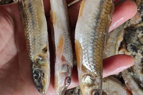 一斤沙丁鱼有多少条