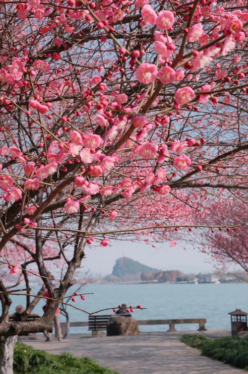 湖南双旗币梅花版