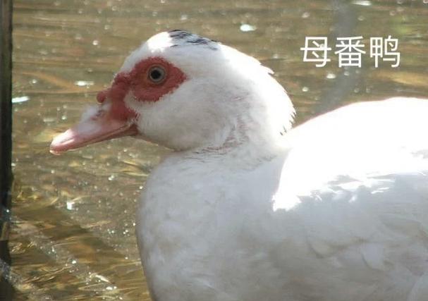 嘎嘎的叫声