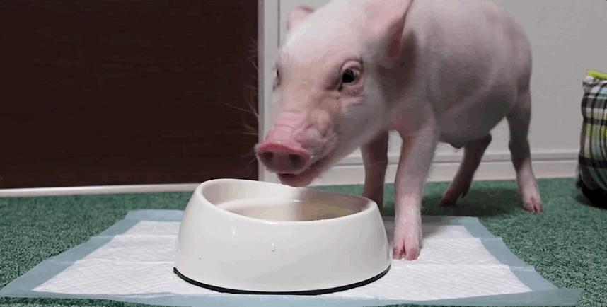 猪是怎样吃食物的视频