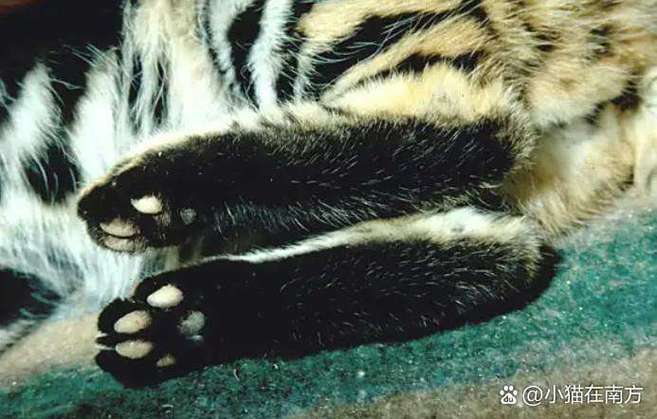 猫爪黑色是什么品种