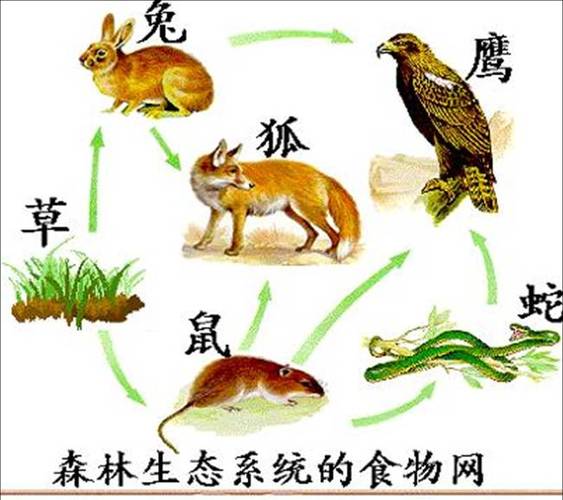 在草兔鹰这个食物链中