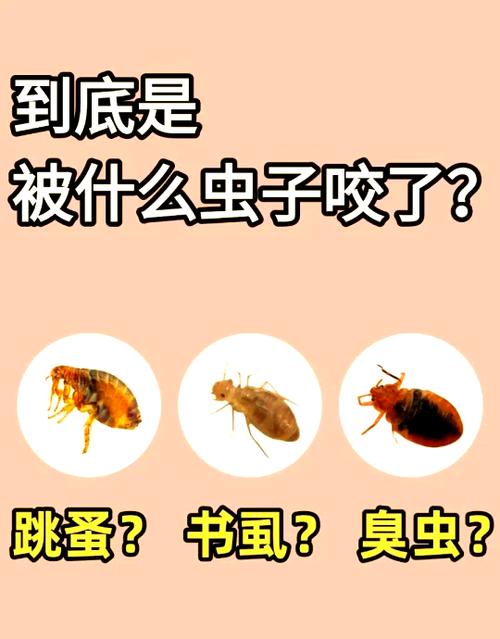 床上咬人的虫子有几种