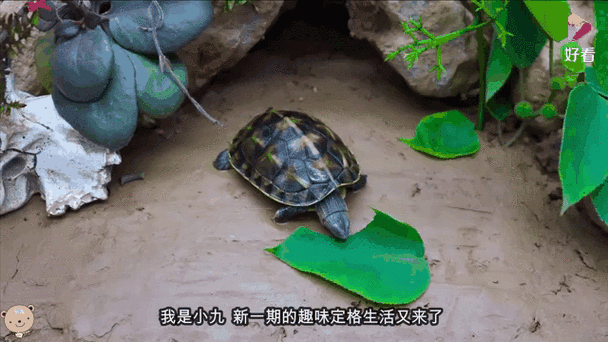 小龟怎么解除限制速度