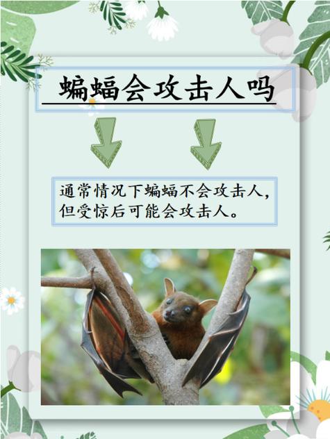 手摸了蝙蝠有毒吗