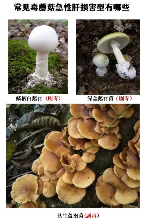 怎样辨别毒蘑菇和无毒蘑菇