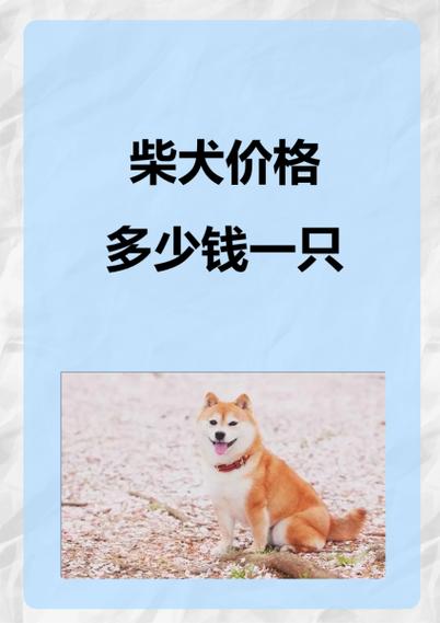 柴犬一只多少元