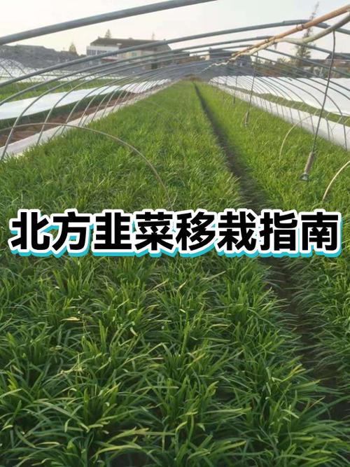 韭菜移栽方法
