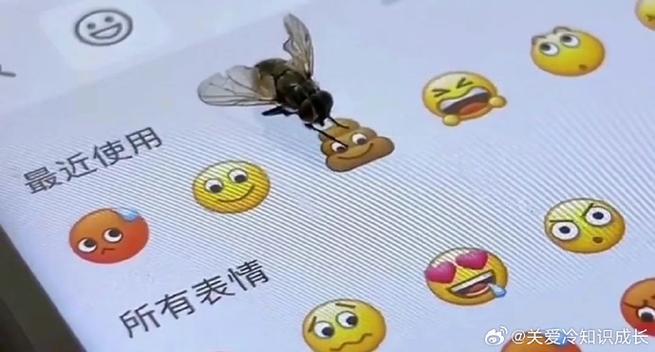 苍蝇emoji