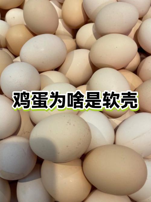 鸡蛋壳在书面中怎么读出来截图2