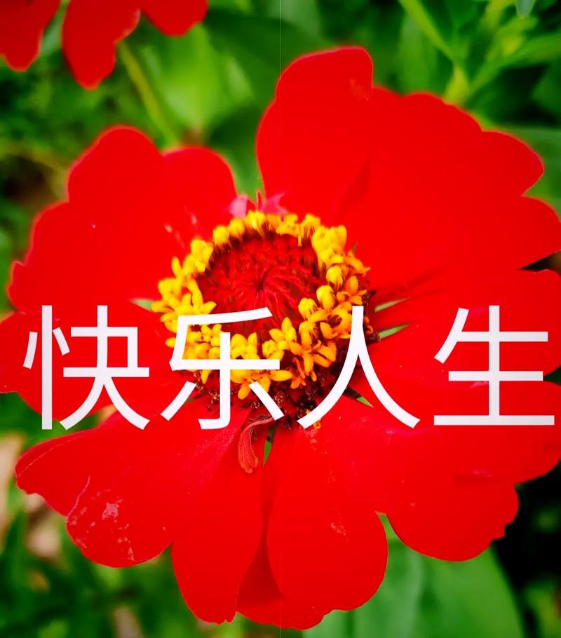 愉快人生中文版
