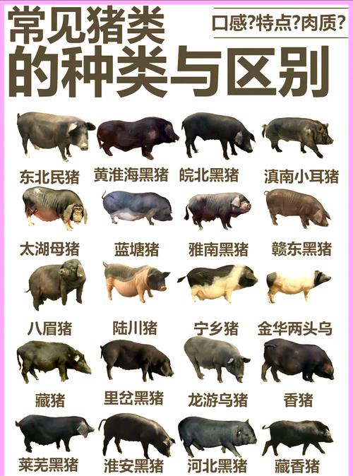 三类猪是什么