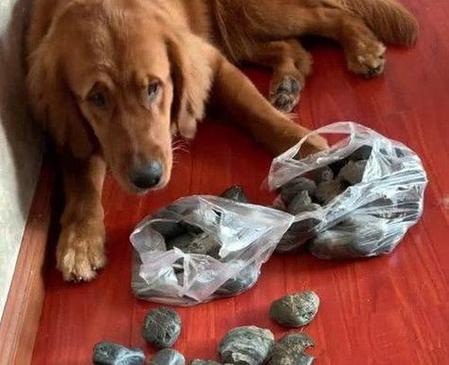 狗吃了石子没事吧