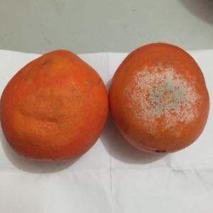 橙子里的小白点是坏了吗