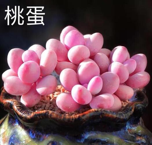 多肉叶片上白色的卵是什么